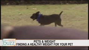 The best way to help your pet lose its winter weight gain