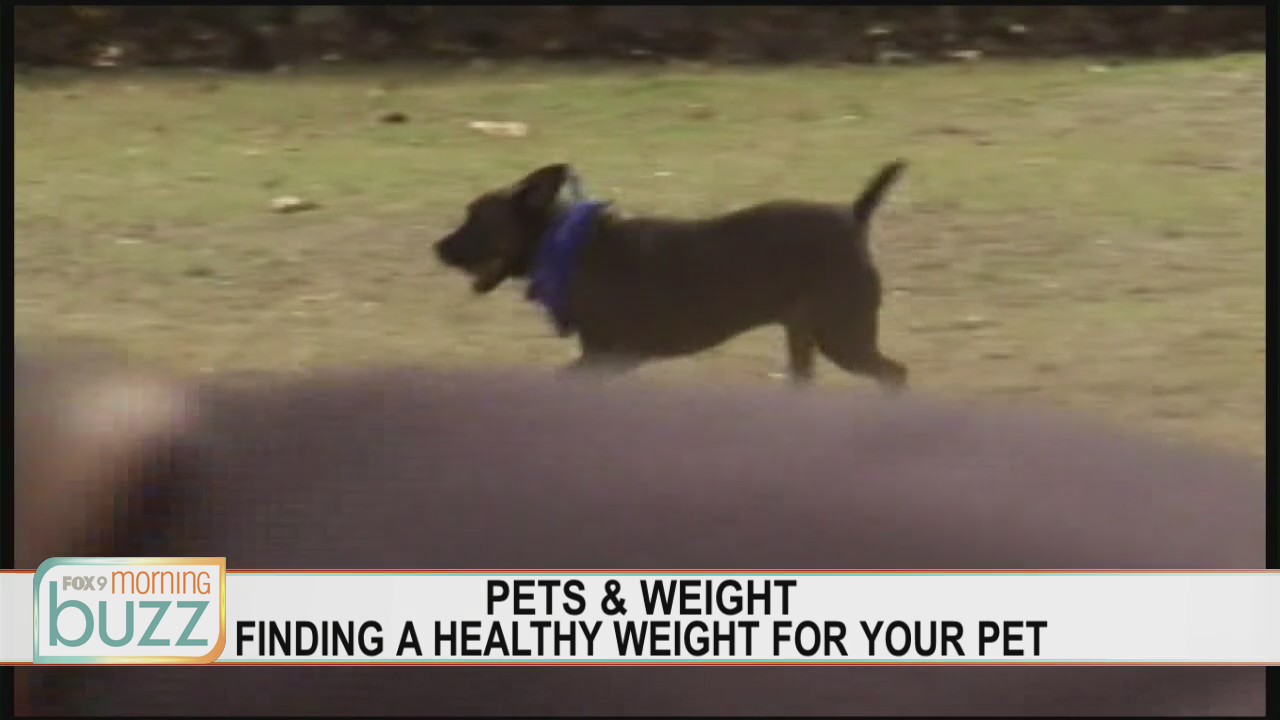 The best way to help your pet lose its winter weight gain