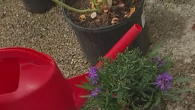 Your Garden: Preparing for winter