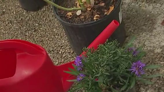 Your Garden: Preparing for winter