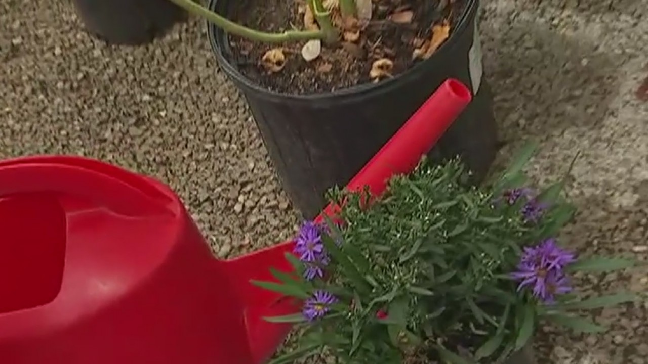 Your Garden: Preparing for winter