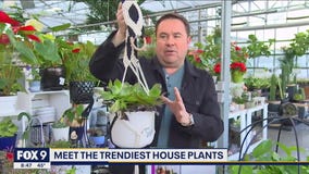Meet the trendiest house plants with Garden Guy Dale K
