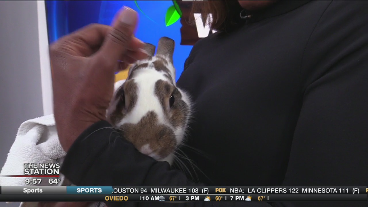 Wild Wednesday: Rabbits for Easter | FOX 35 Orlando