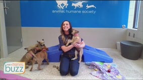 How to get your puppy through the "terrible twos"