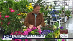 Itching for spring? The blooms you can enjoy indoors right now