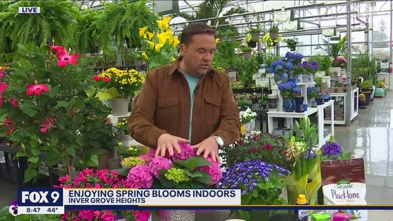 Itching for spring? The blooms you can enjoy indoors right now