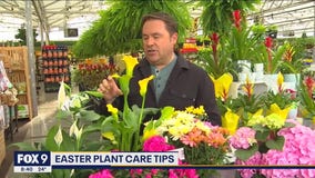 Caring for your Easter plants with Garden Guy Dale K