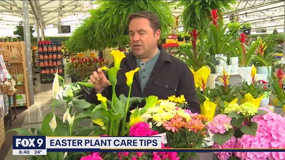 Caring for your Easter plants with Garden Guy Dale K