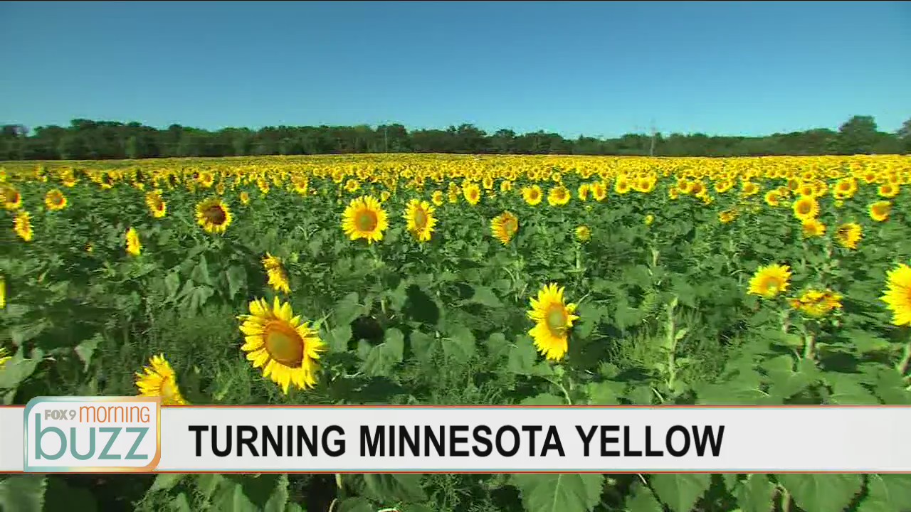 Minnesota realtor on a quest to turn the state yellow (with your help)
