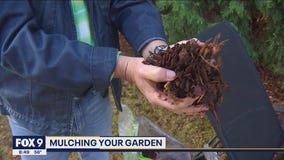 The best way to mulch your garden with Garden Guy Dale K