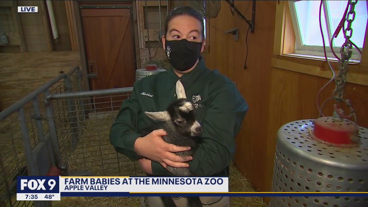 It?s farm babies time at the Minnesota Zoo