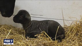 Inver Grove Heights family says newborn lamb stolen from barn