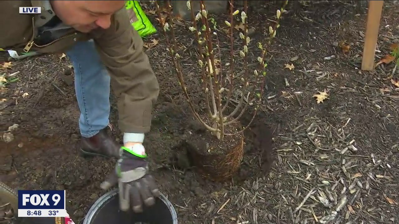 How to properly plant trees & shrubs with Dale K