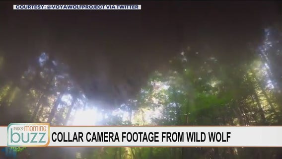 What researchers learned from the first collar camera on a wild wolf