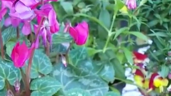 Your Garden: Removing dead flower heads
