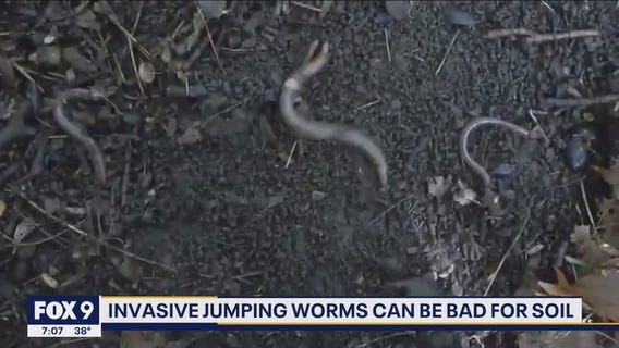 DNR warning about invasive jumping worms ahead of spring planting season