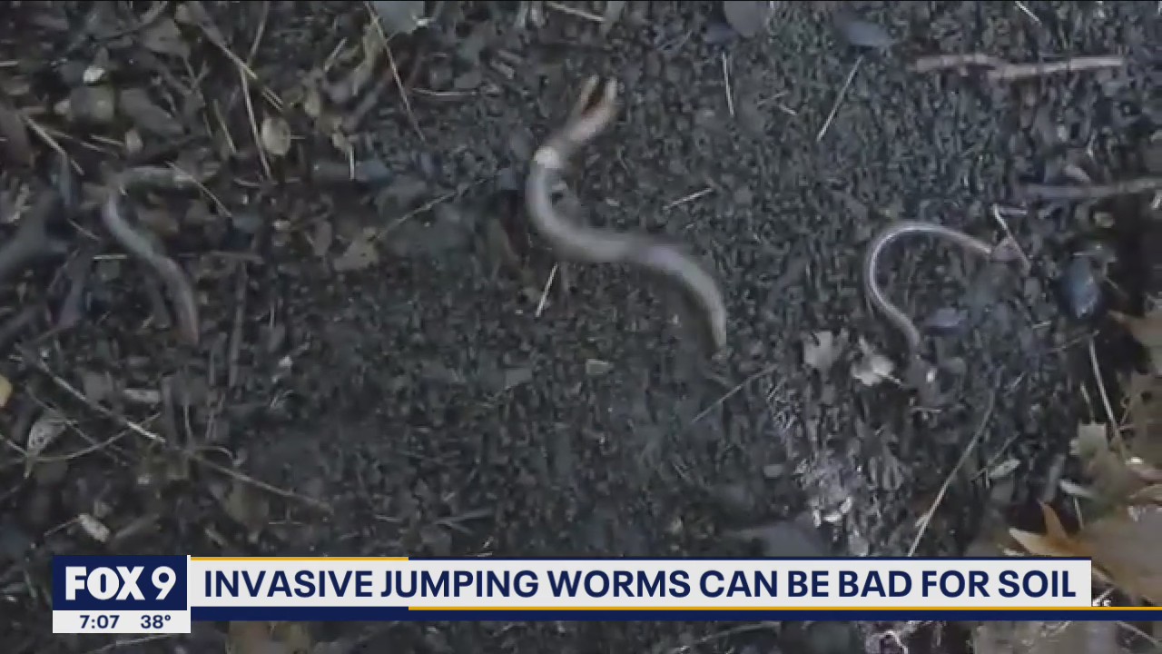 DNR warning about invasive jumping worms ahead of spring planting season