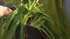 Your Garden: Cutting back plants