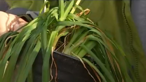 Your Garden: Cutting back plants