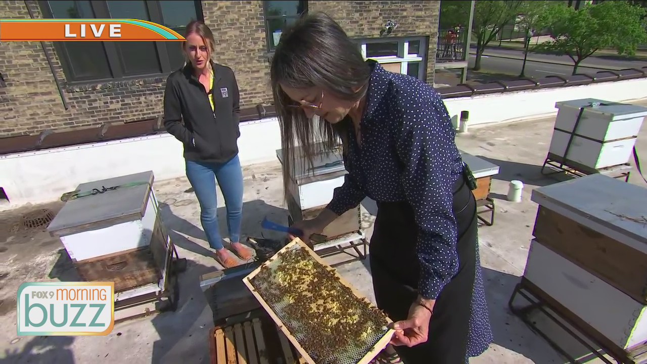 St. Paul chocolatier combines love of bees and decadent treats