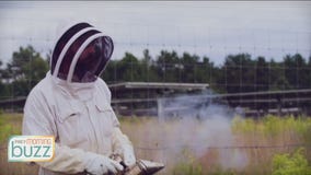 Bee Week on the Buzz: Solar honey