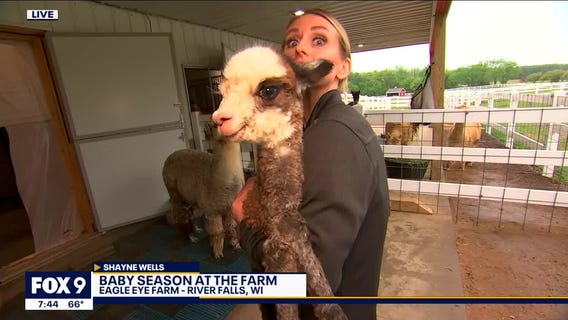 Baby season has begun at Alpaca farm in River Falls