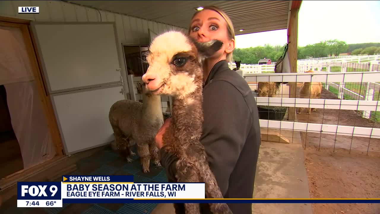 Baby season has begun at Alpaca farm in River Falls