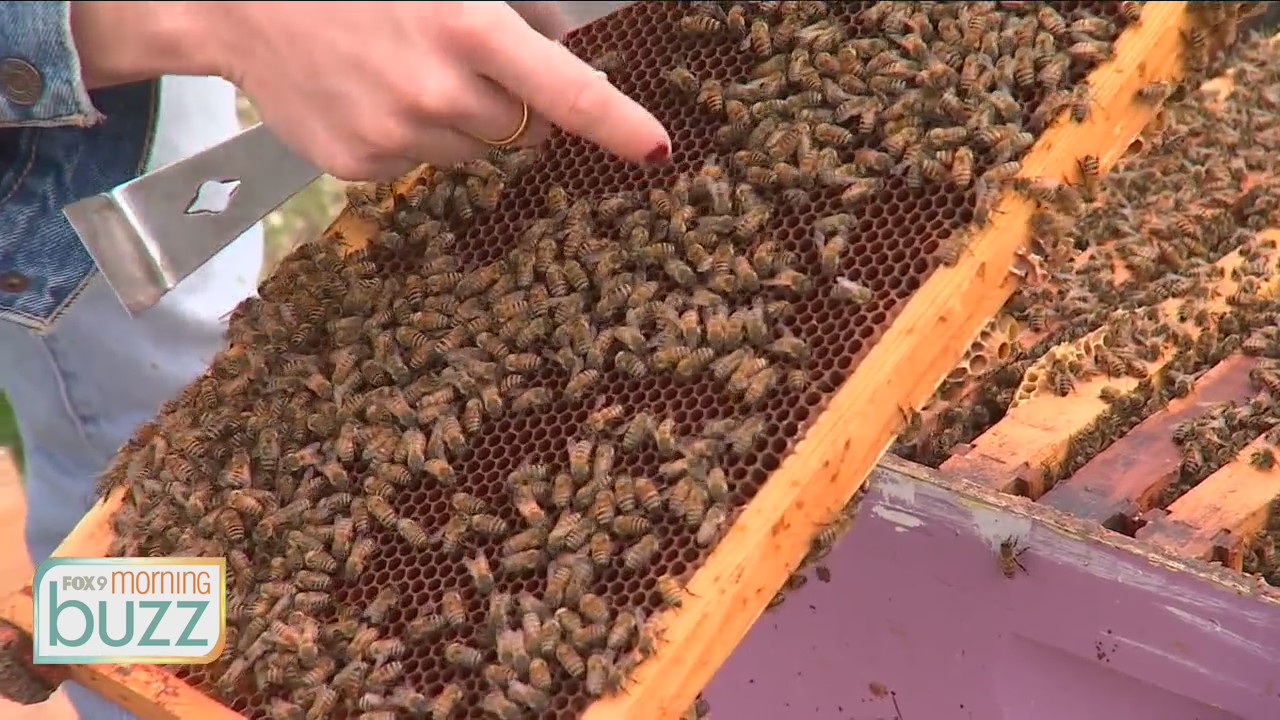 Bee Week on the Buzz: A passion for pollinators at the U of M Bee Lab