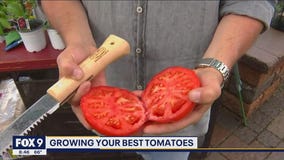 Growing your best tomatoes yet with Garden Guy Dale K