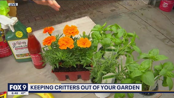 Keep the pests at bay! Protecting your garden with Dale K