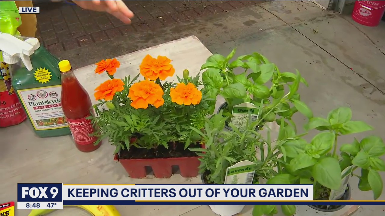 Keep the pests at bay! Protecting your garden with Dale K