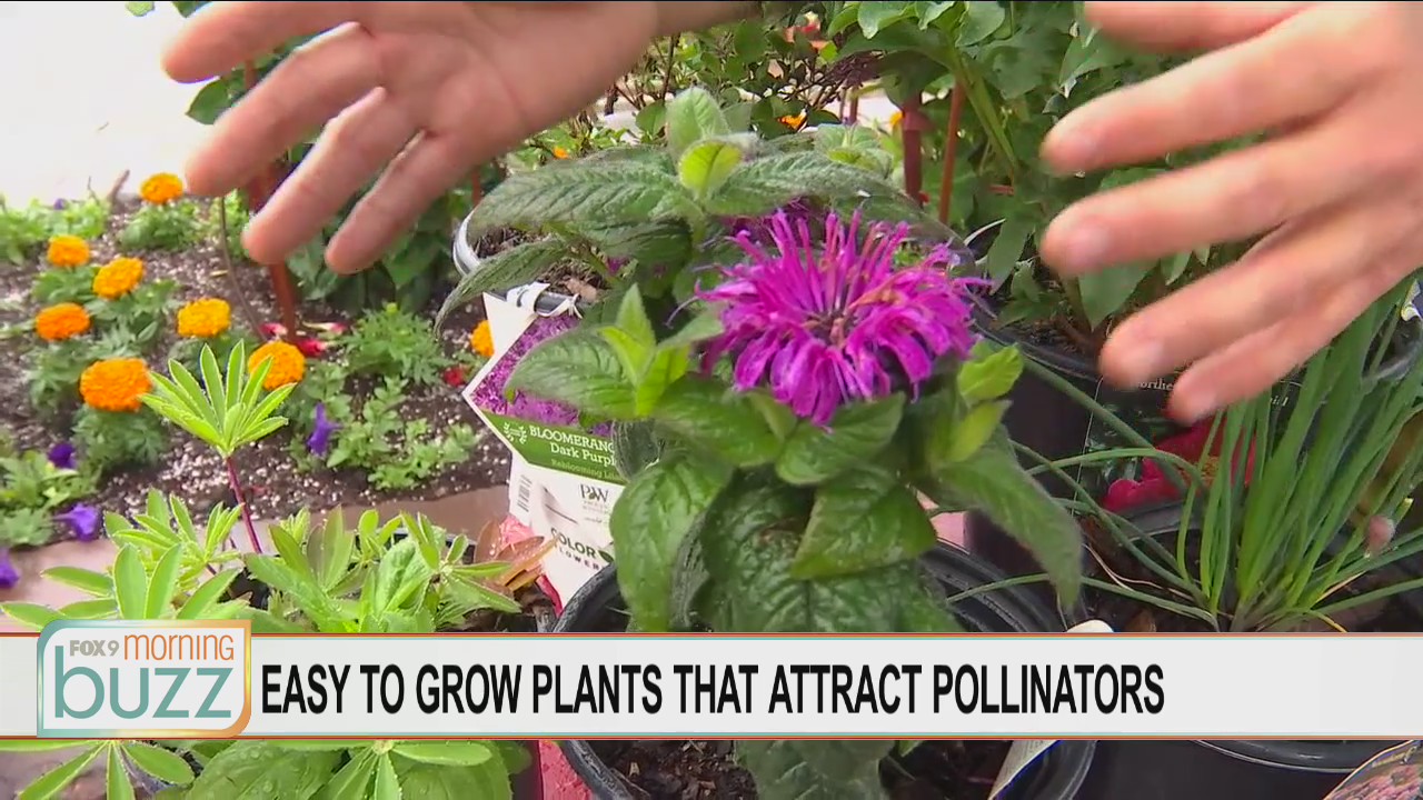 Bee Week on the Buzz: Plants to attract pollinators to your backyard