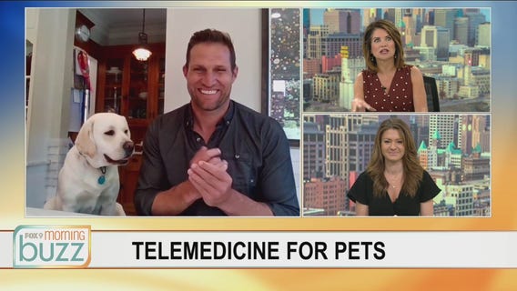 Virtual vet visits growing in popularity