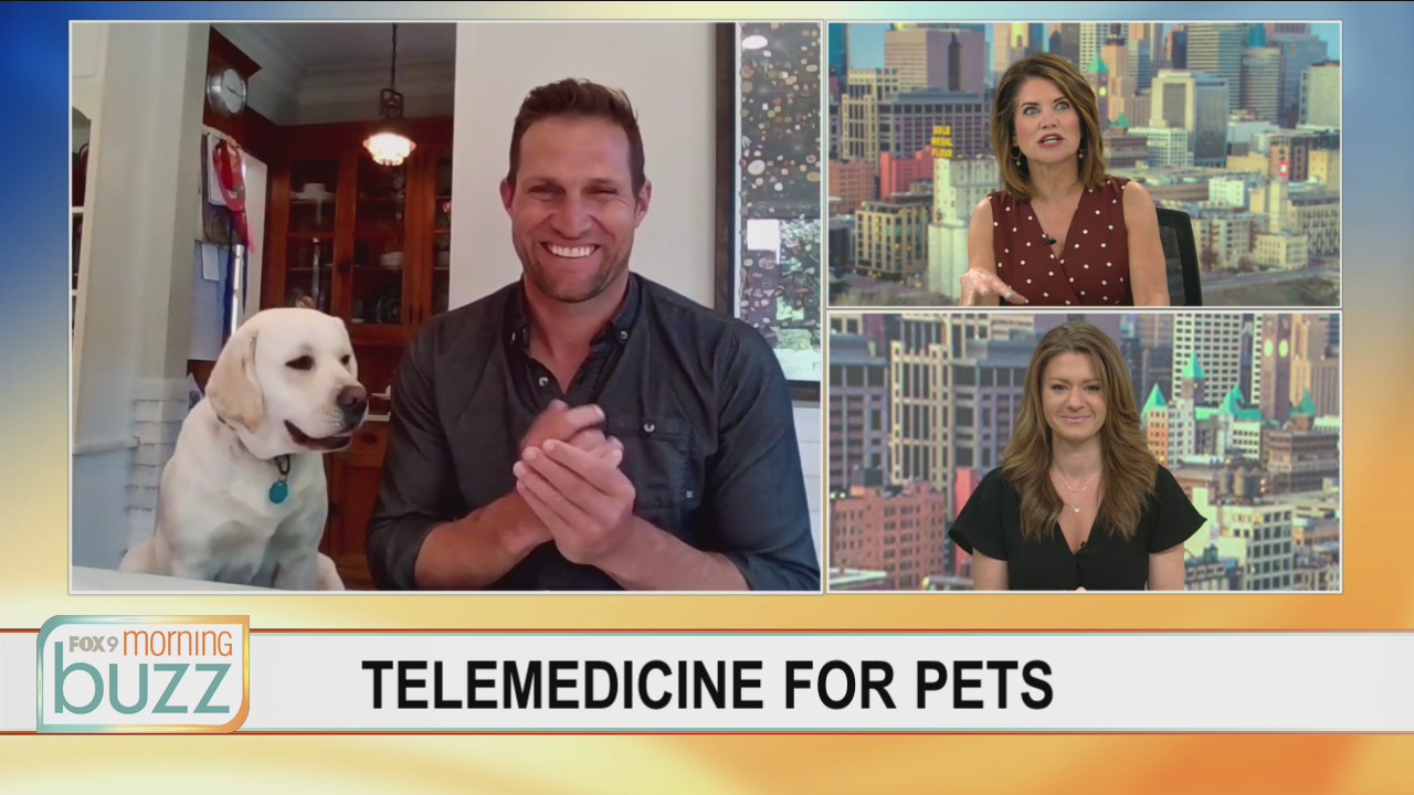 Virtual vet visits growing in popularity