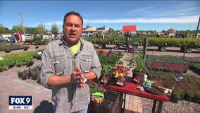 Your ultimate guide to flowering perennials