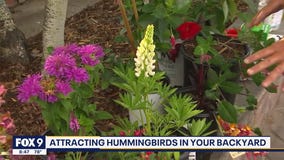 How to attract hummingbirds to your garden