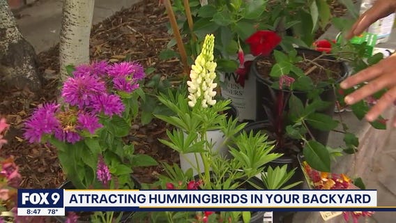 How to attract hummingbirds to your garden