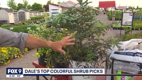 Step up your landscaping with Garden Guy Dale K's top picks for shrubs
