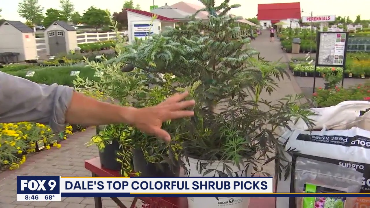 Step up your landscaping with Garden Guy Dale K's top picks for shrubs