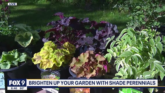 Brighten up the shady spots in your garden