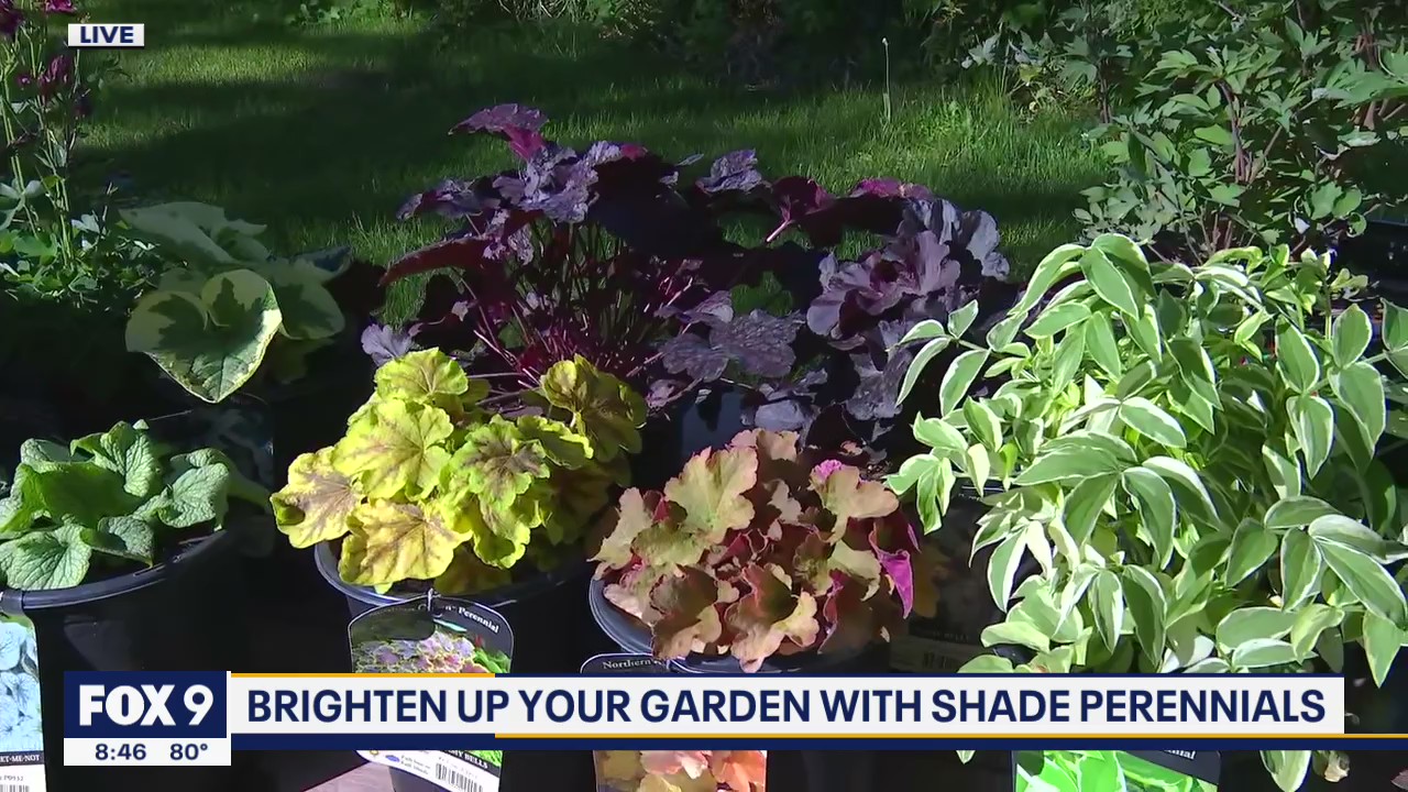 Brighten up the shady spots in your garden