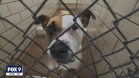 Shelter sees more 'Forget-Me-Not' animals as pandemic changes adoption process