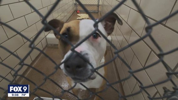 Shelter sees more 'Forget-Me-Not' animals as pandemic changes adoption process