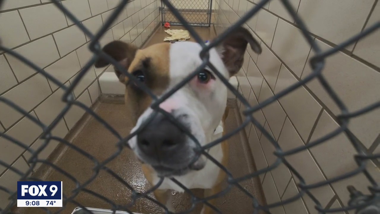 Shelter sees more 'Forget-Me-Not' animals as pandemic changes adoption process