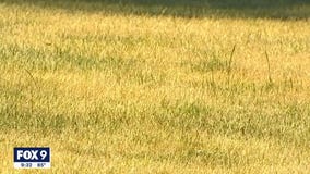 Saving your lawn during a drought