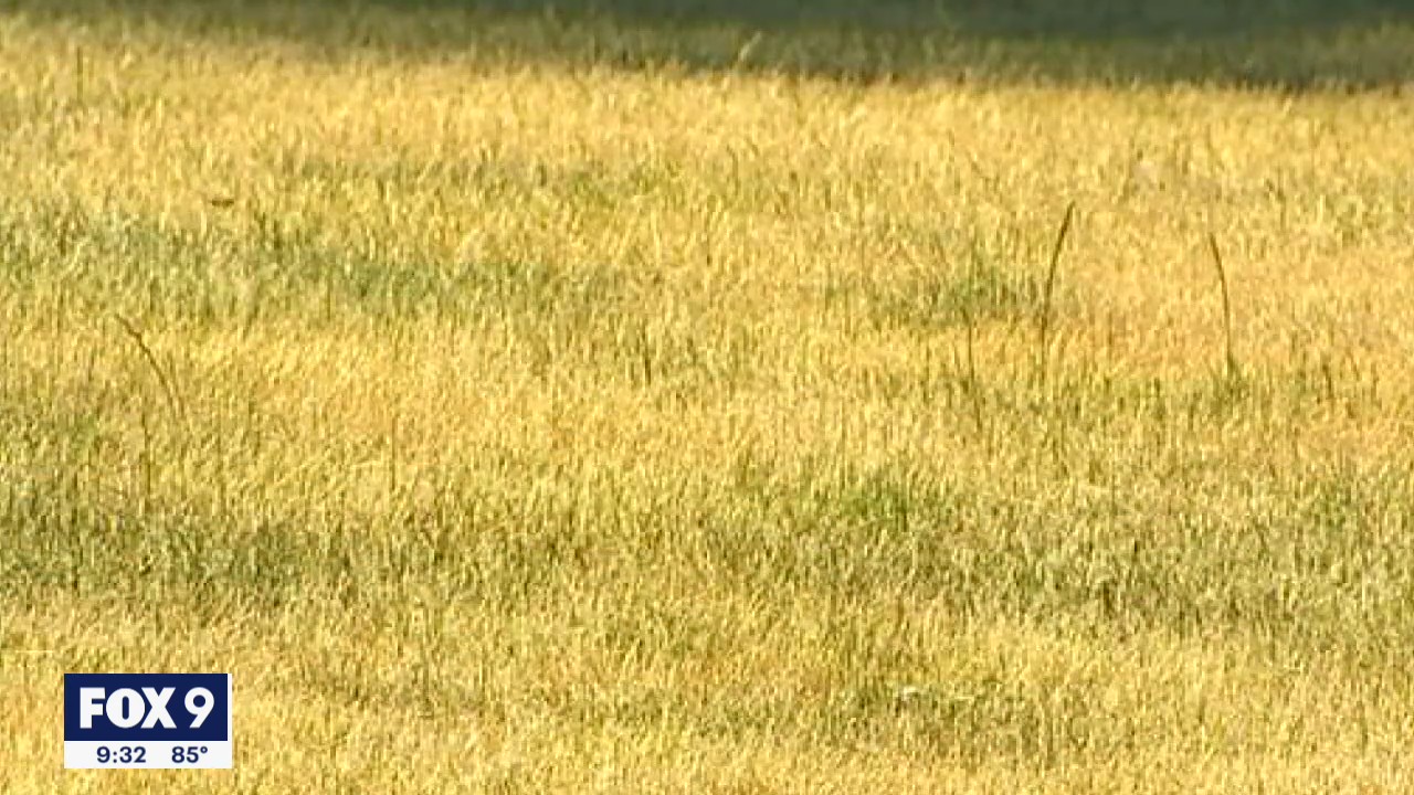 Saving your lawn during a drought