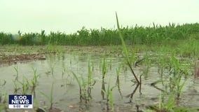 Wednesday's rain a welcome sight for Minnesota farmers