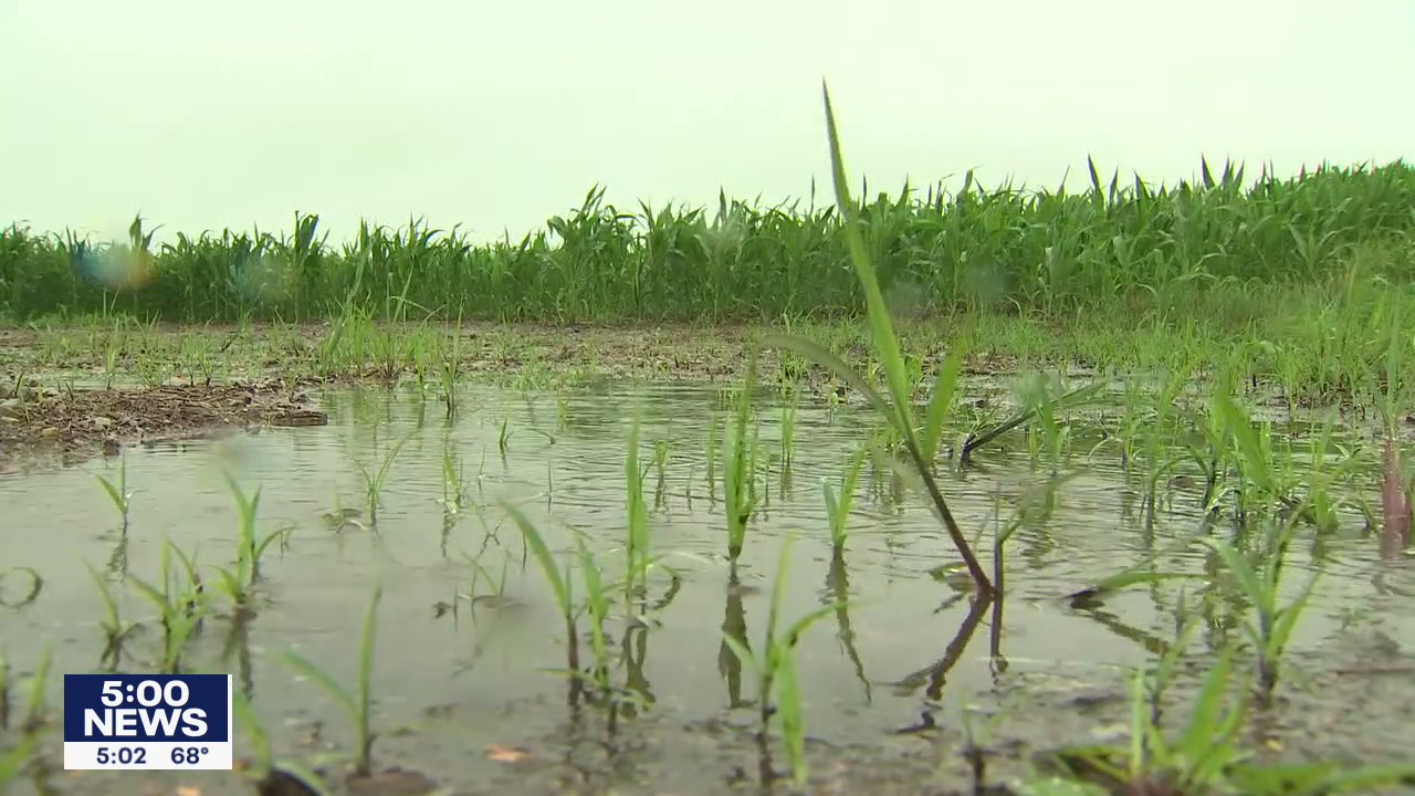 Wednesday's rain a welcome sight for Minnesota farmers