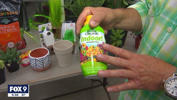 Caring for your house plants