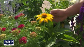 How to add a "wow factor' in your home with summer perennials